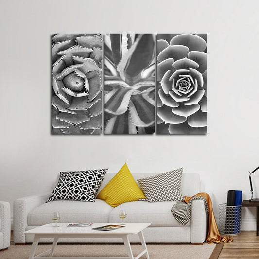 Cactus Assortment BW Canvas Set Wall Art