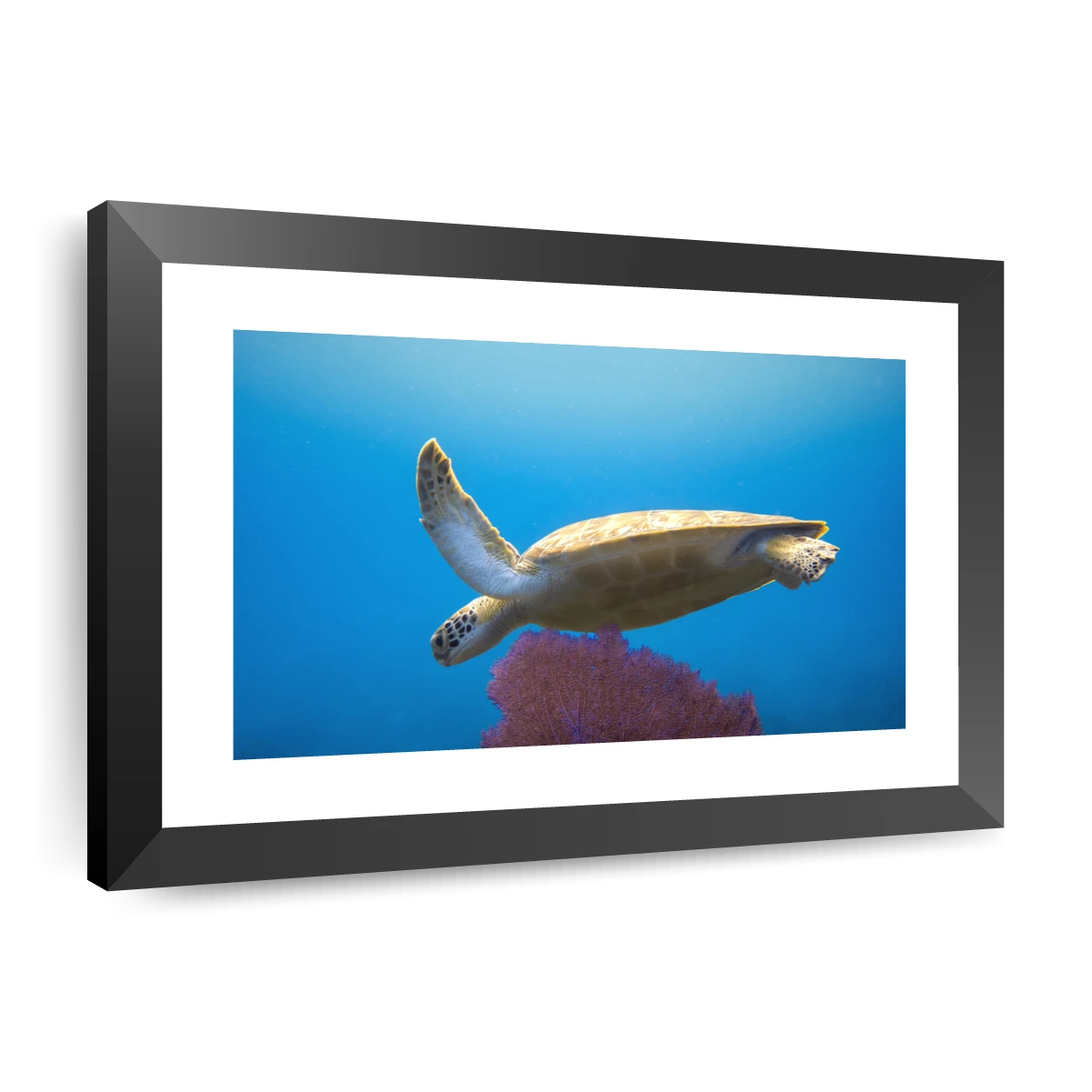no image